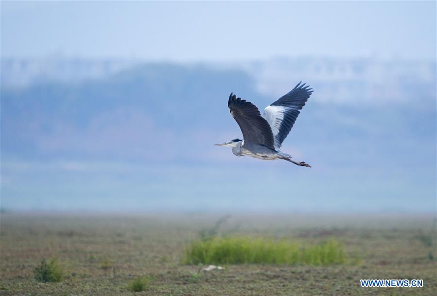 #CHINA-JIANGXI-POYANG LAKE-MIGRANT BIRDS (CN) 