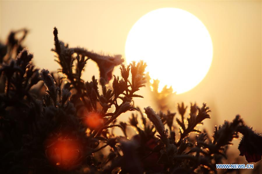 #CHINA-JIANGSU-FROSTED PLANTS(CN)