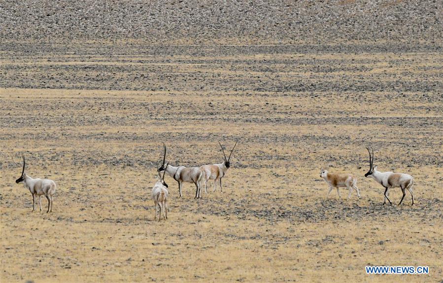 (InTibet)CHINA-WILDLIFE-TIBETAN ANTELOPE-HABITAT (CN)