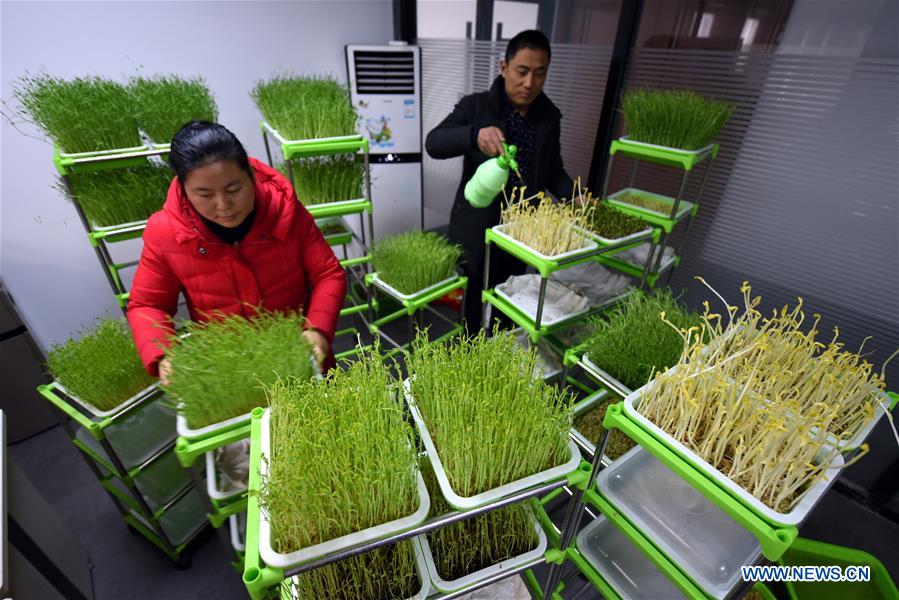 #CHINA-SHANDONG-MICROGREEN BUSINESS (CN)