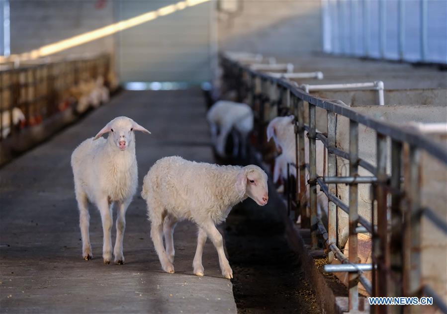 CHINA-ZHEJIANG-CHANGXING-SHEEP-BREEDING-POVERTY ALLEVIATION (CN)