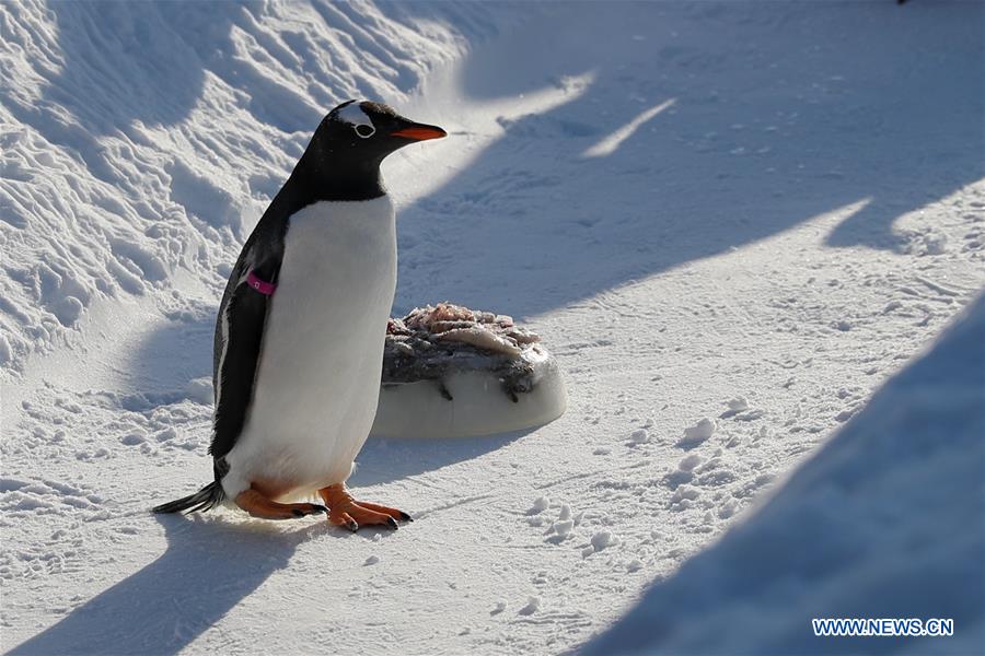 CHINA-HEILONGJIANG-HARBIN-PENGUIN (CN)