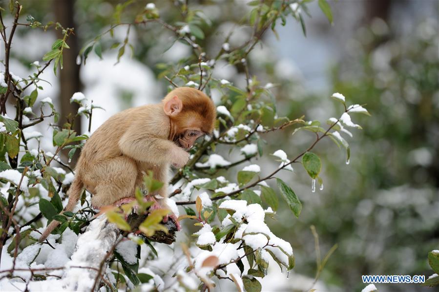 #CHINA-GUIZHOU-GUIYANG-SNOW-MONKEY (CN)