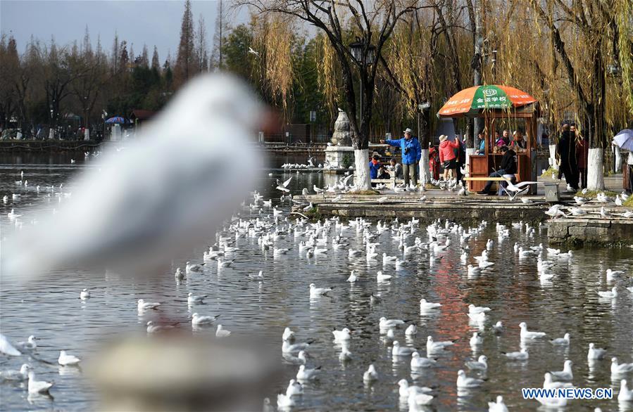 CHINA-YUNNAN-KUNMING-BLACK-HEADED GULL-NEW YEAR HOLIDAY (CN)