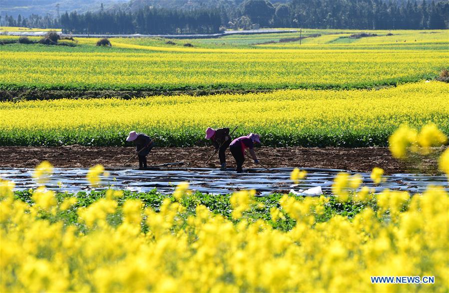 #CHINA-YUNNAN-LUOPING-COLE FLOWER(CN)