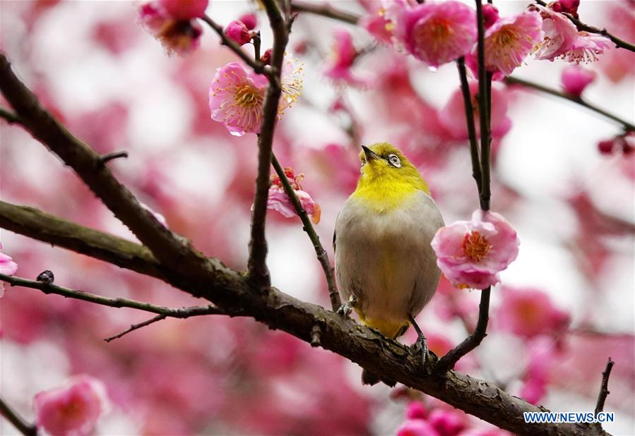 #CHINA-GUIZHOU-GUIYANG-NATURE-BIRD (CN)