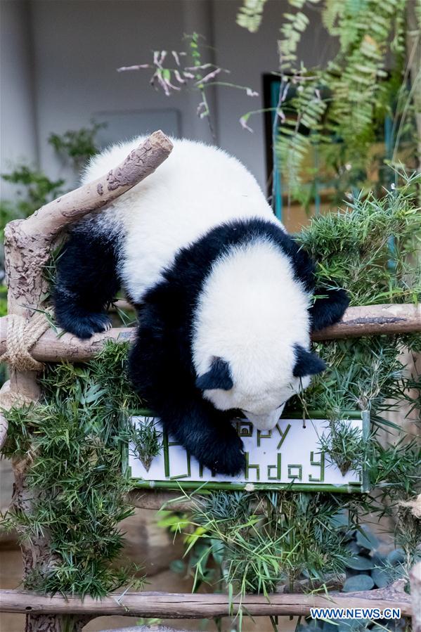 MALAYSIA-KUALA LUMPUR-GIANT PANDA BABY-BIRTHDAY