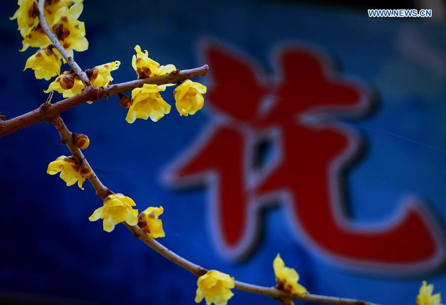 CHINA-HENAN-YANLING-PLUM BLOSSOMS (CN)