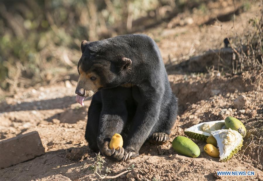 CHINA-YUNNAN-KUNMING-ANIMALS-TROPICAL FRUITS (CN)