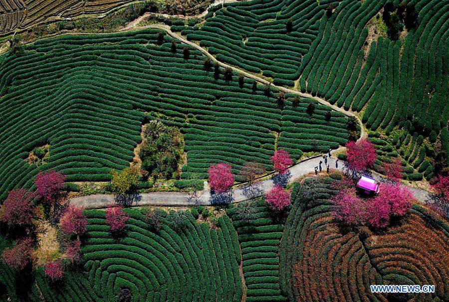 CHINA-FUJIAN-CHERRY-TEA GARDEN (CN)