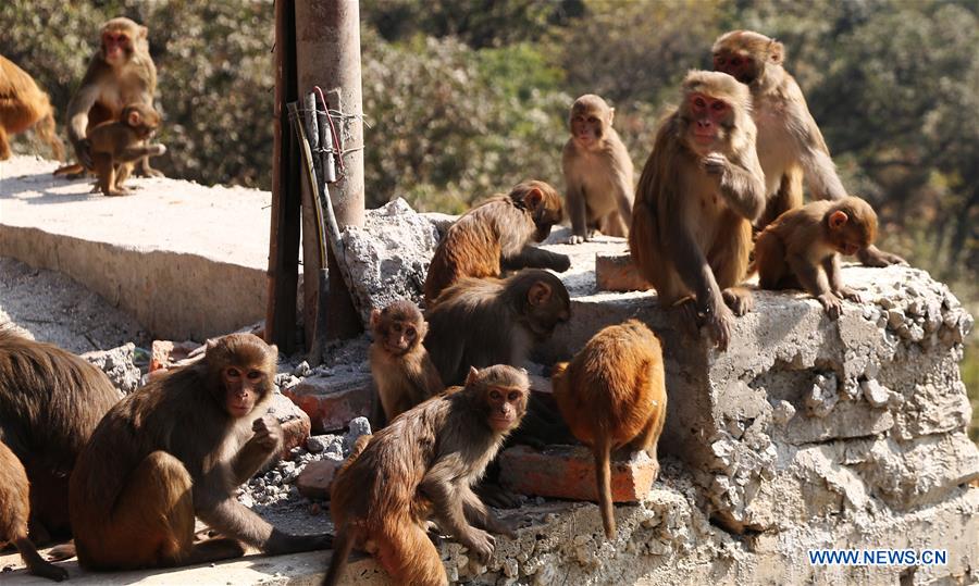 NEPAL-KATHMANDU-SWAYAMBHUNATH TEMPLE-MONKEYS