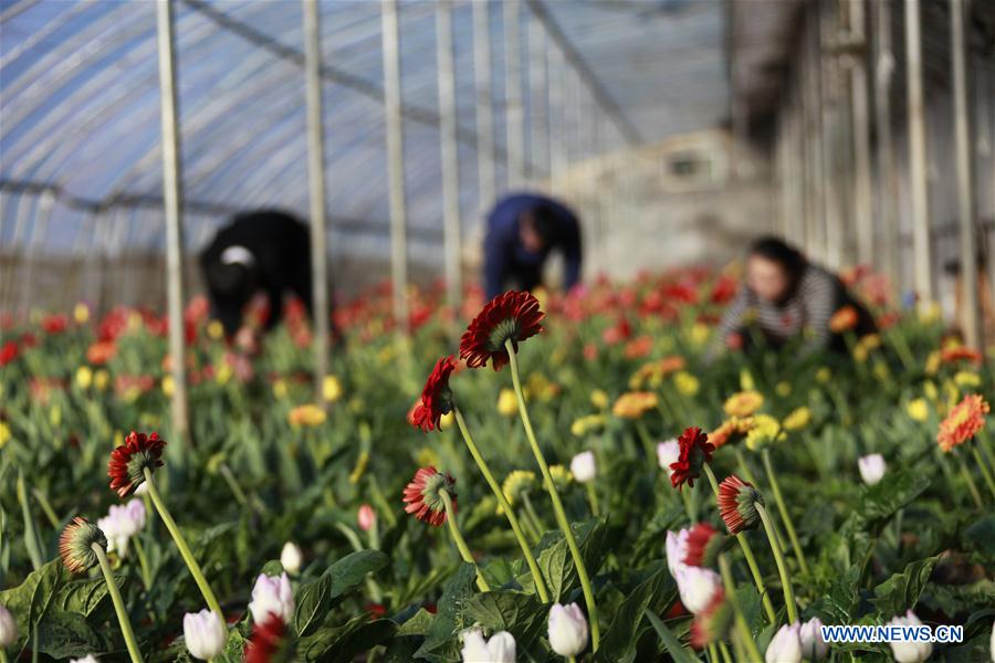 #CHINA-GREENHOUSE-FARMING (CN)