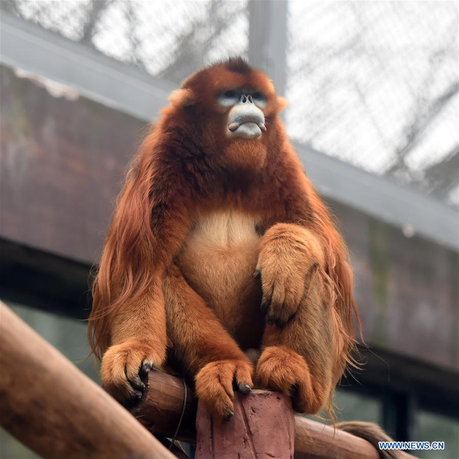 CHINA-CHONGQING-GOLDEN SNUB-NOSED MONKEY (CN)