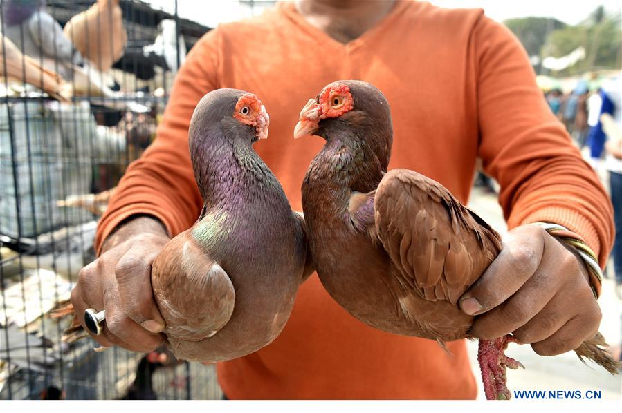 BANGLADESH-DHAKA-PIGEON MARKET