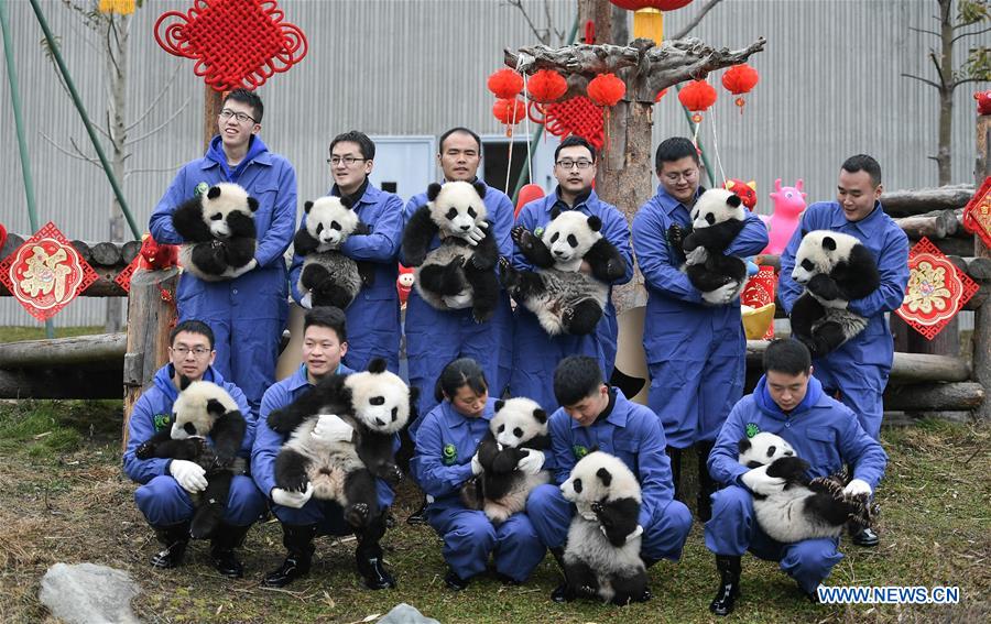 CHINA-SICHUAN-GIANT PANDA-SPRING FESTIVAL (CN)