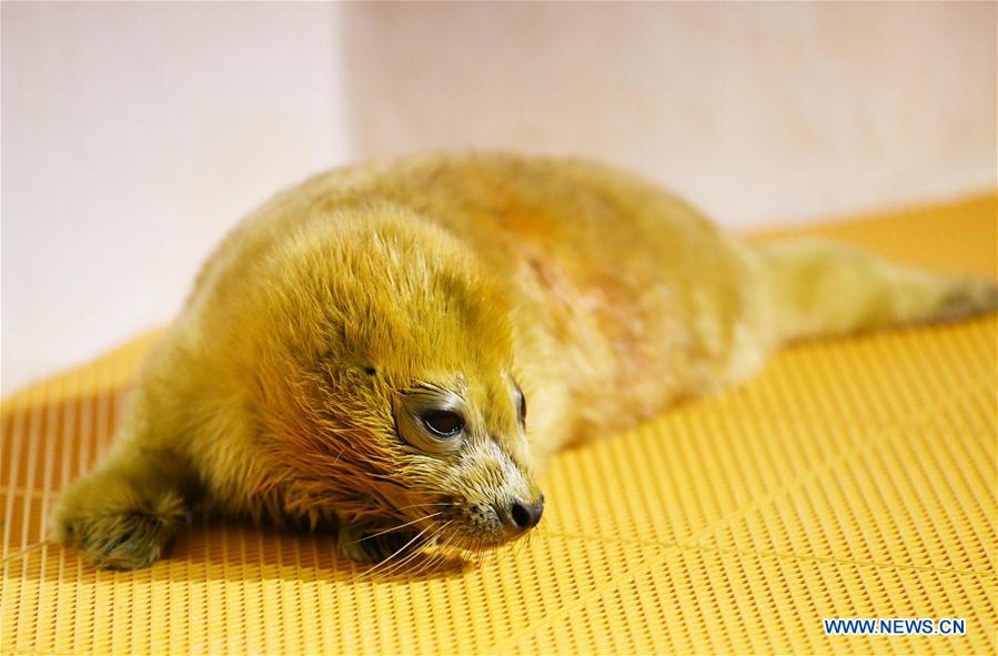 CHINA-HARBIN-SEAL CUB (CN)