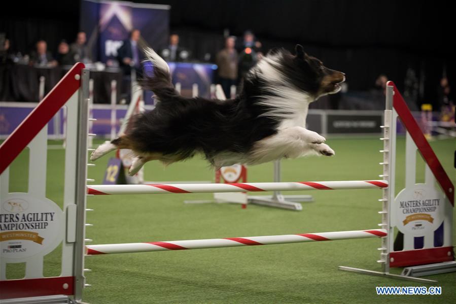 U.S.-NEW YORK-DOG-AGILITY COMPETITION 