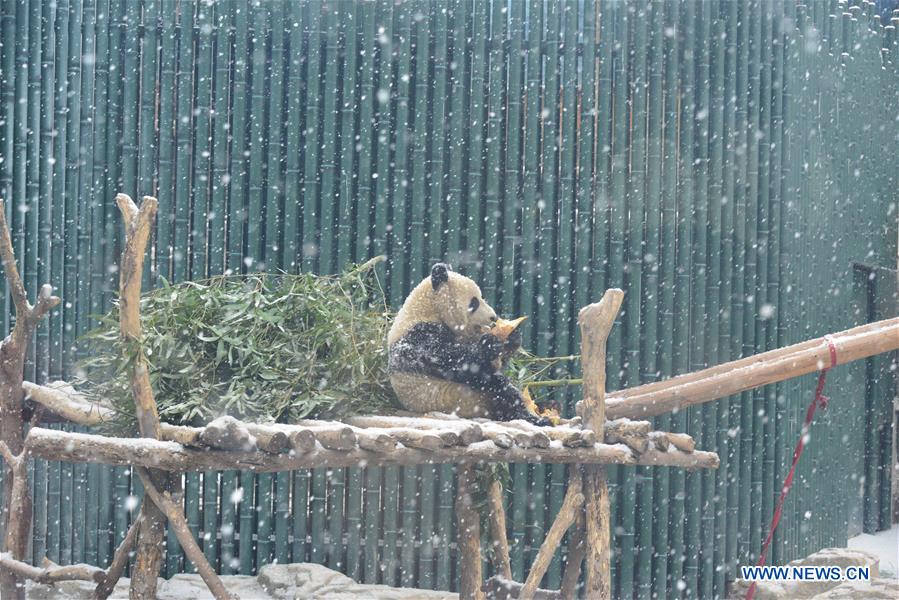 #CHINA-BEIJING-SNOW-GIANT PANDA (CN)