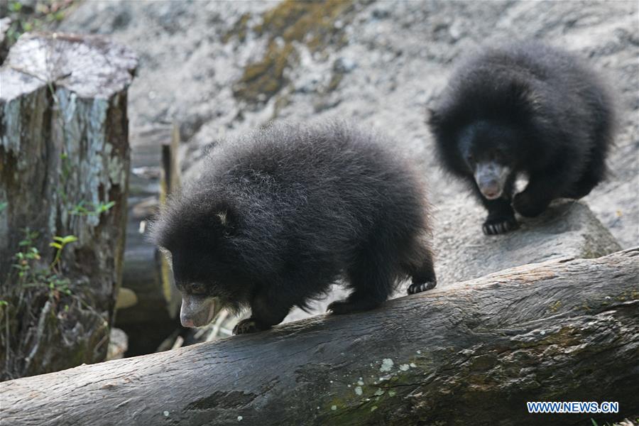 SINGAPORE-WRS-NEWBORN ANIMALS