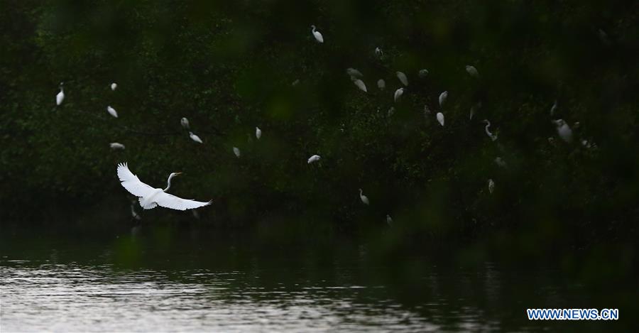 #CHINA-HAINAN-SANYA-EGRET (CN)