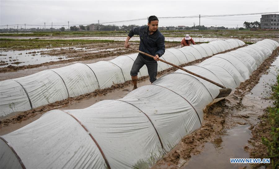 CHINA-GUANGXI-QINZHOU-SPRING SOWING (CN)