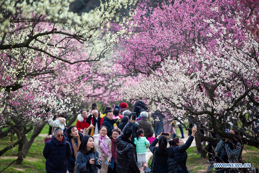 #CHINA-JIANGSU-NANJING-SPRING-FLOWERS (CN)