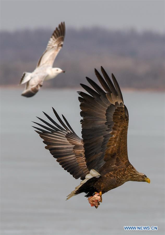 CHINA-JILIN-BIRD-MIGRATION (CN)