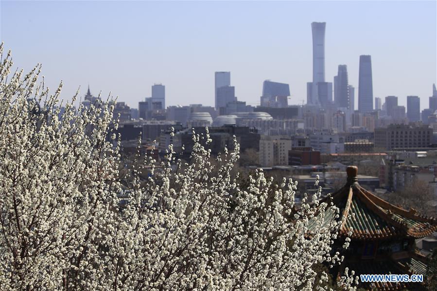 #CHINA-BEIJING-PEACH BLOSSOMS (CN)