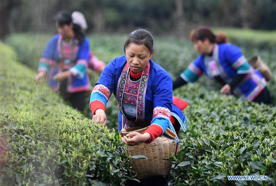 CHINA-GUANGXI-SANJIANG-SPRING TEA-HARVEST (CN)