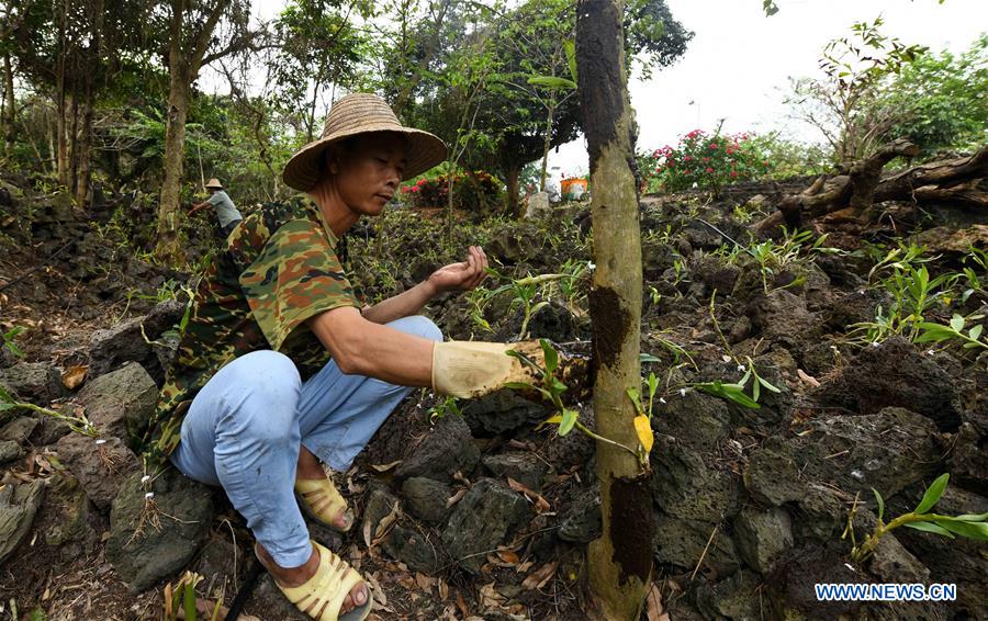 CHINA-HAIKOU-AGRICULTURAL DEVELOPMENT (CN)