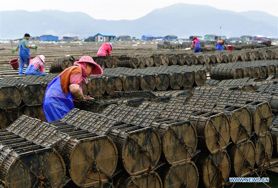 CHINA-FUJIAN-XIAPU-SEA CUCUMBER-HARVEST (CN)