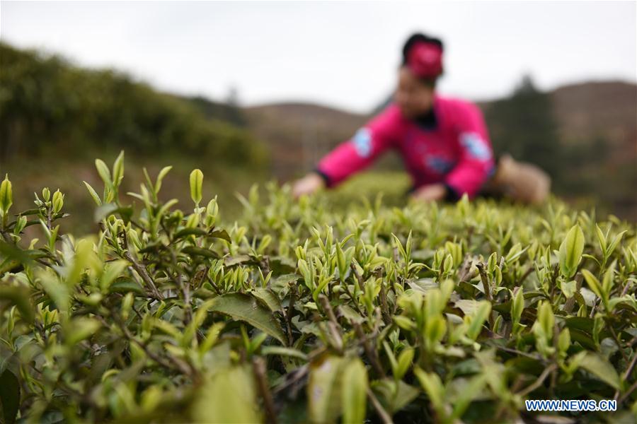 CHINA-GUIZHOU-DANZHAI-TEA-HARVEST (CN)