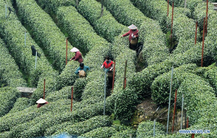 #CHINA-TEA-HARVESTING (CN)