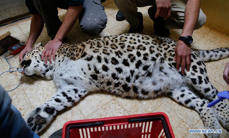 MIDEAST-JERUSALEM-PERSIAN LEOPARD