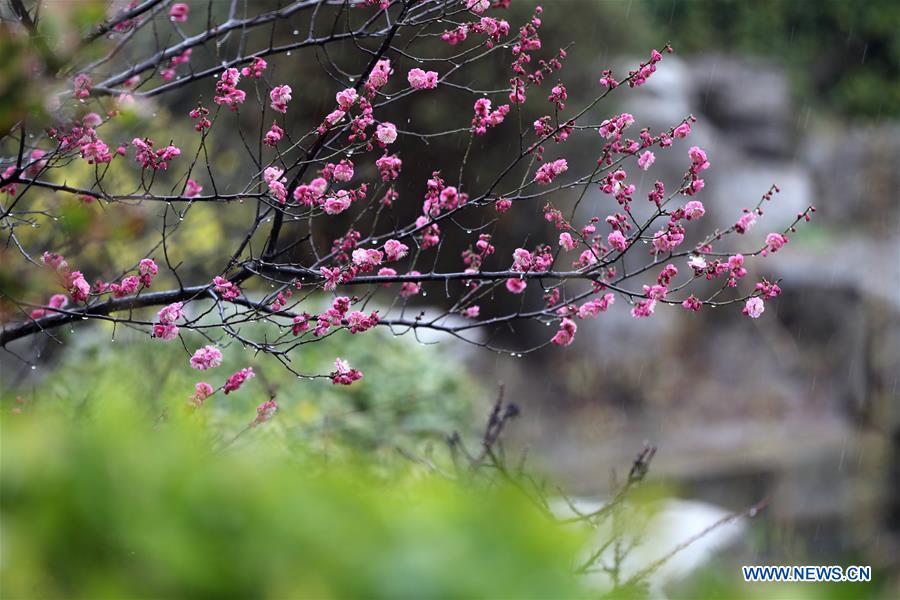 #CHINA-SHANDONG-SPRING-FLOWERS (CN)