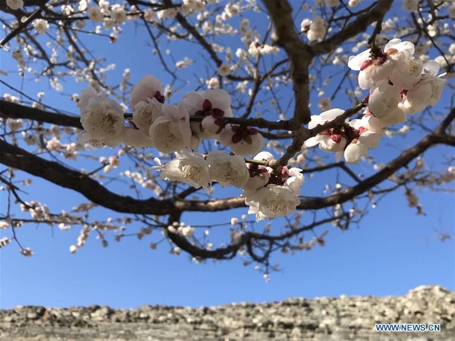 (BeijingCandid) CHINA-BEIJING-SPRING (CN)