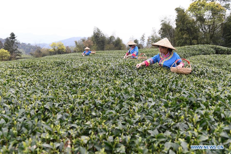 CHINA-FUJIAN-FUDING-TEA HARVEST (CN)