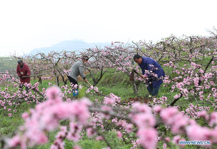 #CHINA-SPRING-FARM WORK (CN)