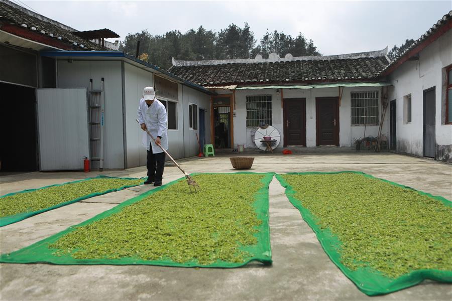 CHINA-GUIZHOU-QINGMING CUIYA TEA-MAKING (CN)