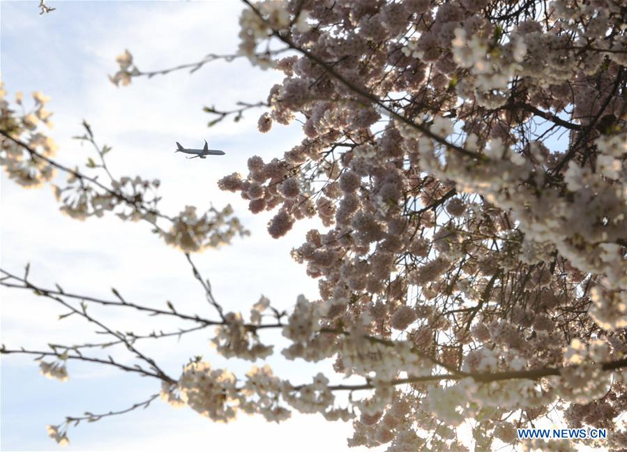 U.S.-WASHINGTON D.C.-CHERRY BLOSSOM