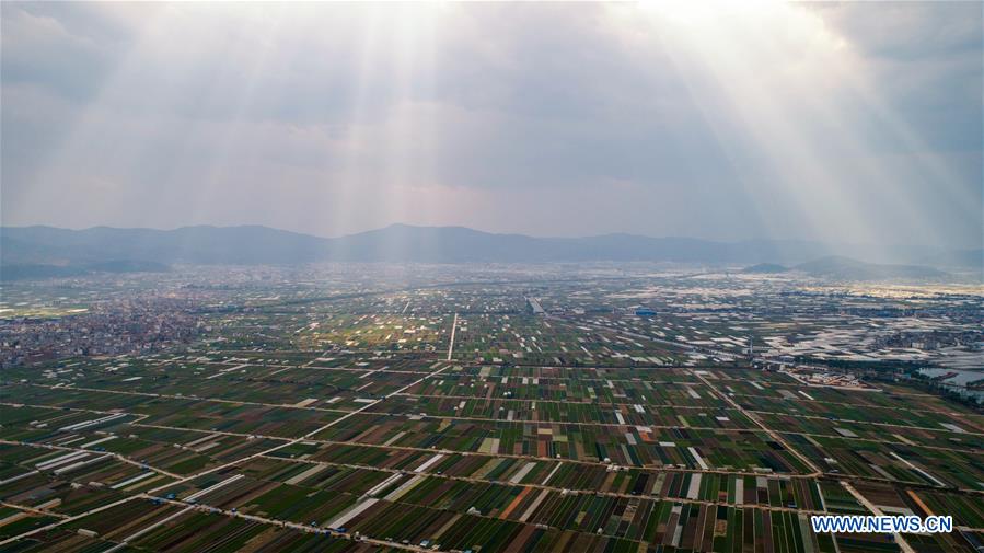 CHINA-YUNNAN-TONGHAI-FIELDS (CN)