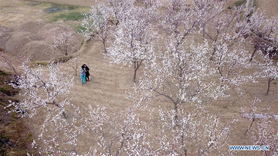 CHINA-GANSU-APRICOT FLOWERS (CN)