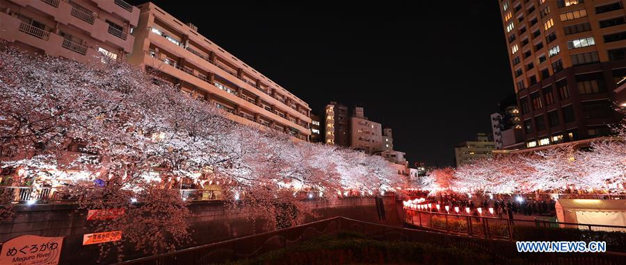 JAPAN-TOKYO-MEGURO RIVER-CHERRY BLOSSOM