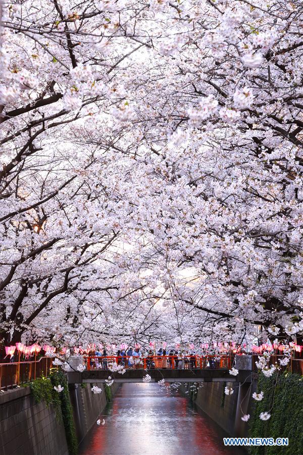 JAPAN-TOKYO-MEGURO RIVER-CHERRY BLOSSOM