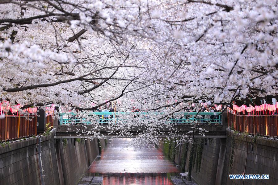 JAPAN-TOKYO-MEGURO RIVER-CHERRY BLOSSOM