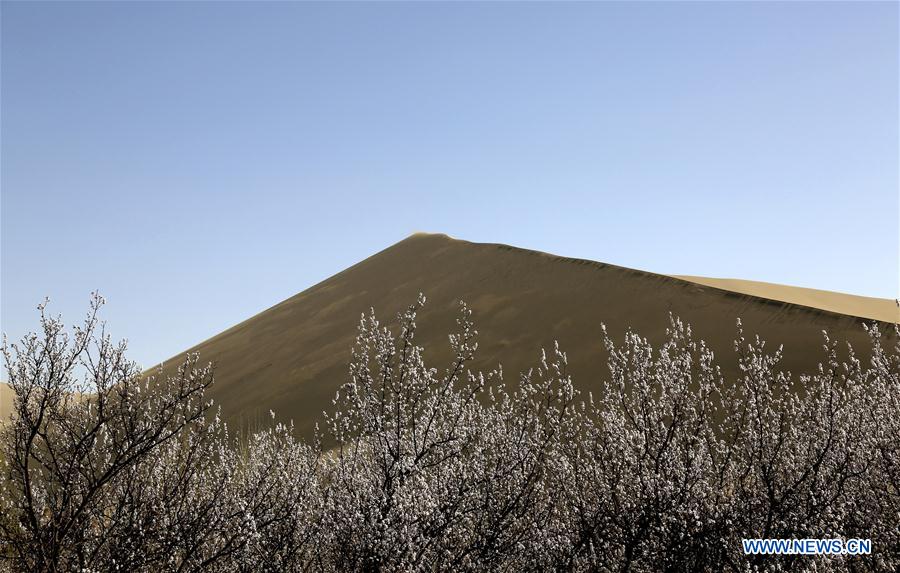 #CHINA-DUNHUANG-APRICOT FLOWERS (CN)