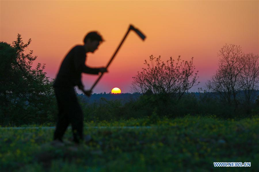 #CHINA-SPRING-FARM WORK (CN)