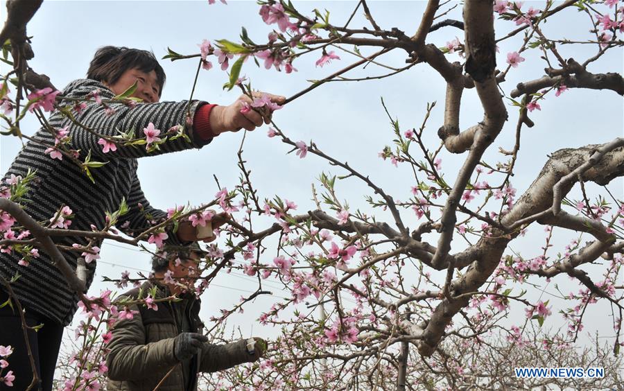 CHINA-HEBEI-SHENZHOU-FARM WORK (CN)