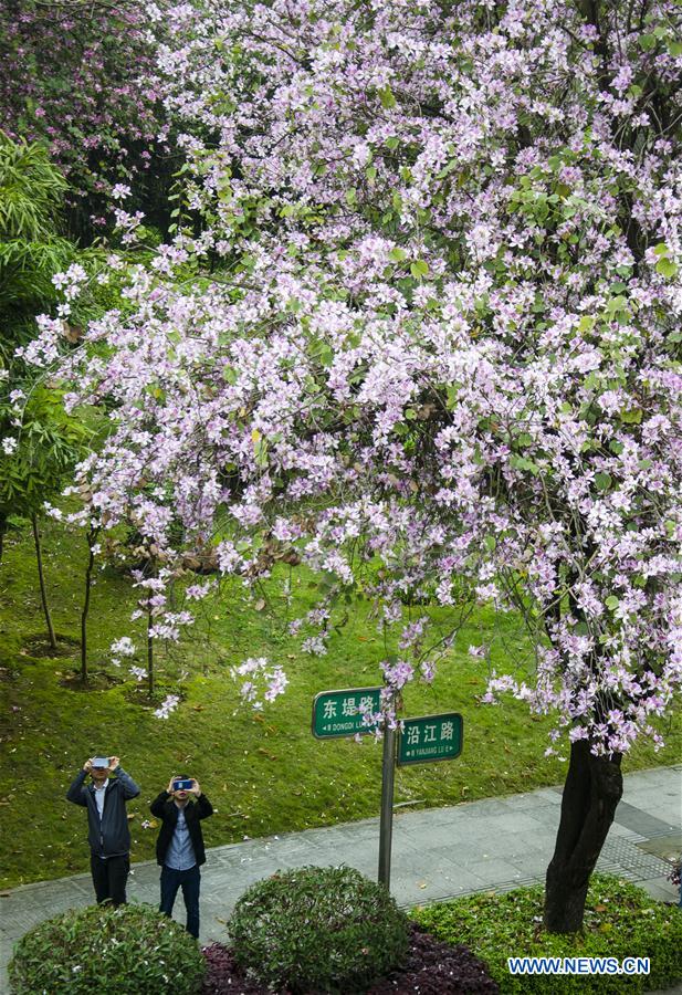 #CHINA-GUANGXI-LIUZHOU-FLOWERS (CN)