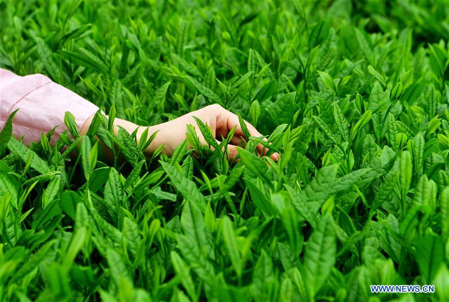 CHINA-FUJIAN-WUYISHAN-TEA GARDEN (CN)